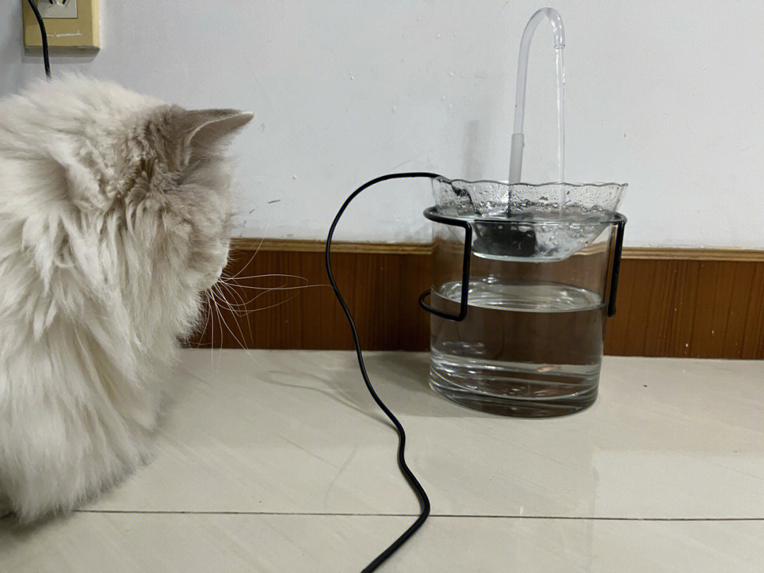 自制猫咪鱼缸双层饮水机