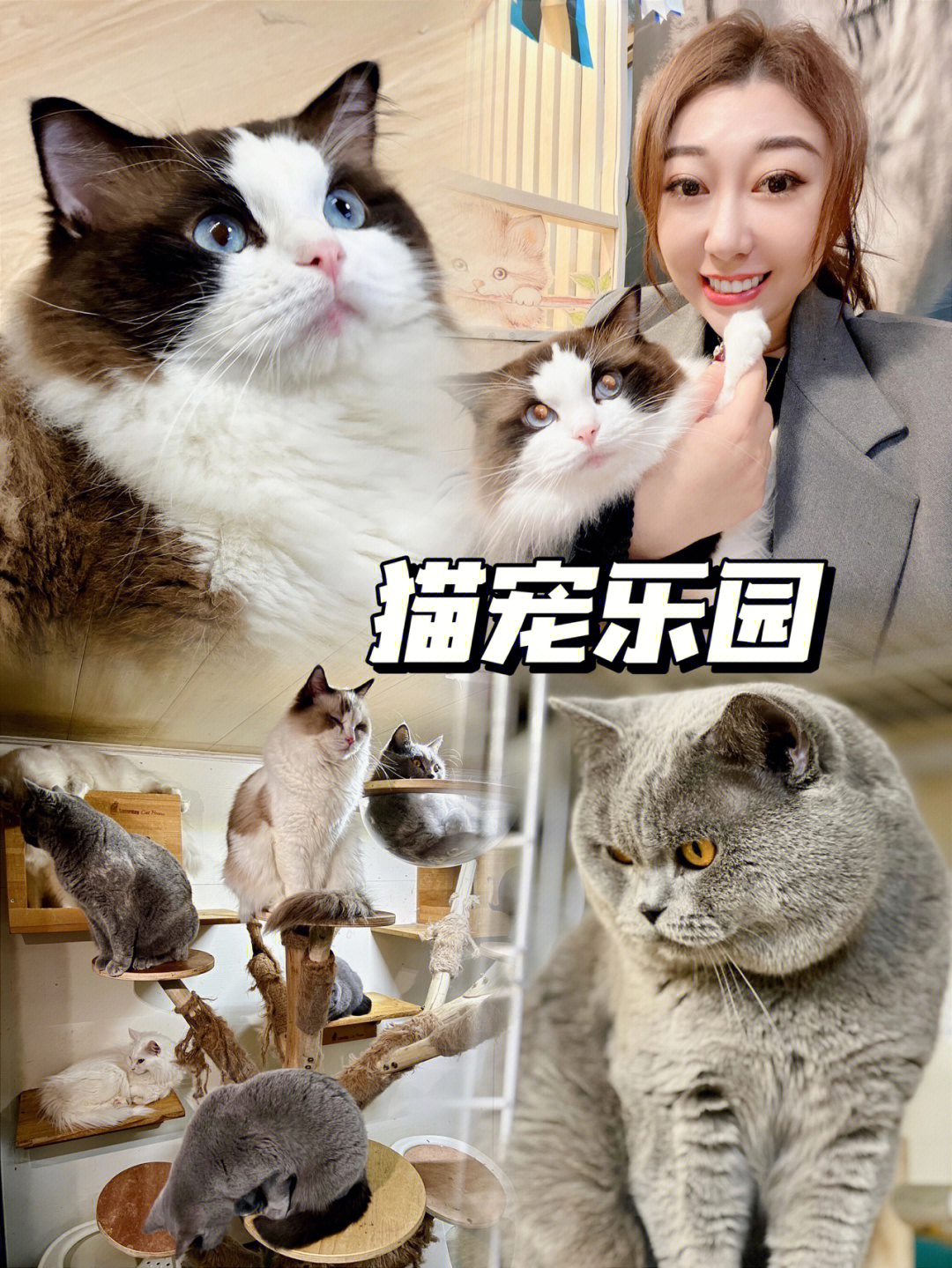 开心猫舍猫咪配对图片