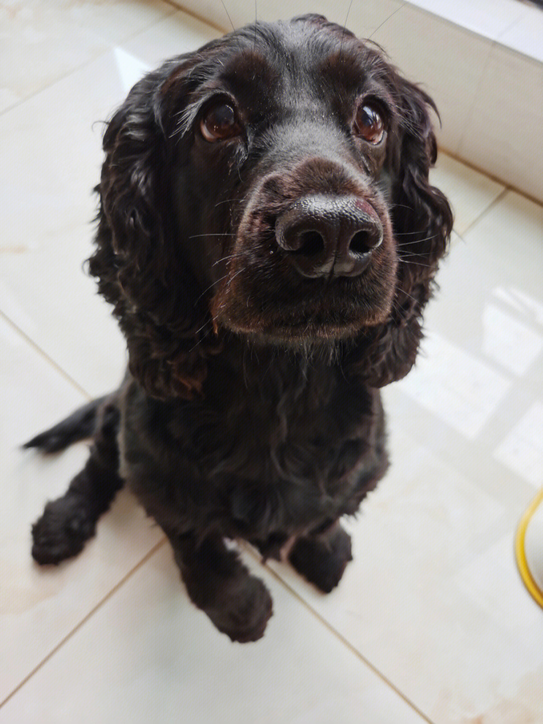 黑色可卡犬多少钱图片