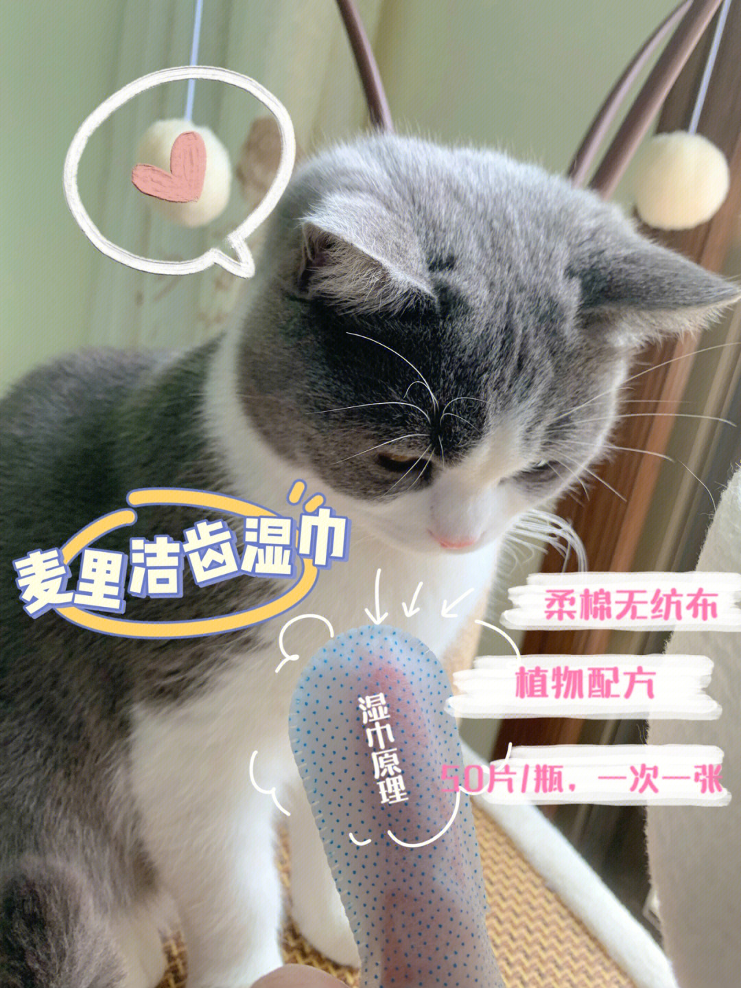 猫咪清洁日之刷牙