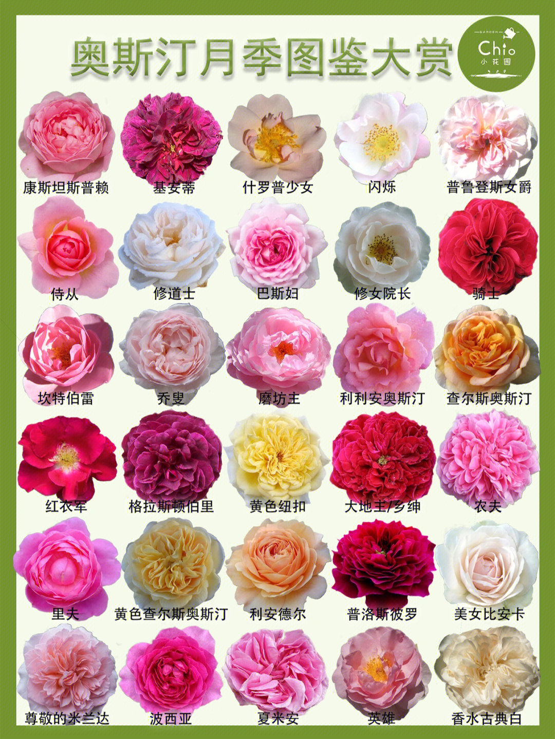 月季花品种名字大全图片