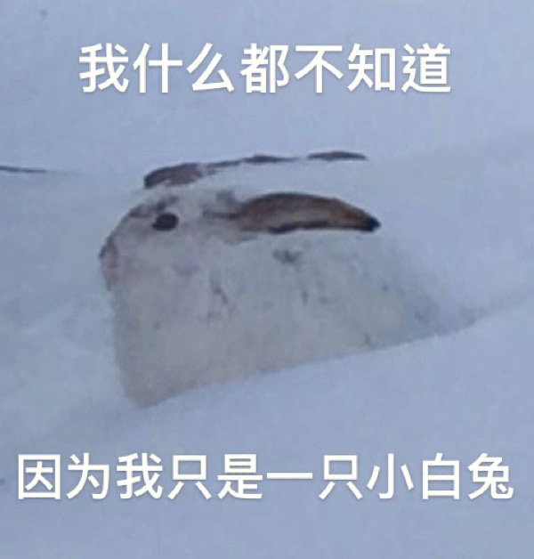 沙雕兔子表情包生成器图片