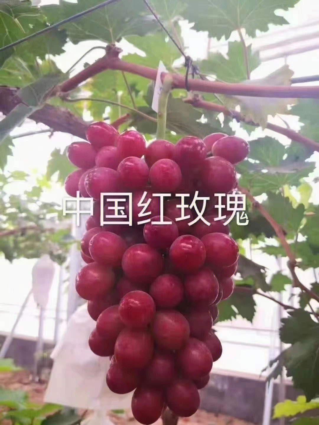 中国红玫瑰葡萄