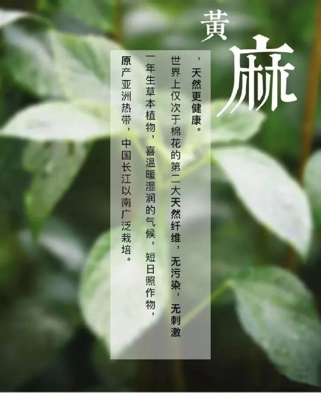 被誉为金色纤维之称的黄麻