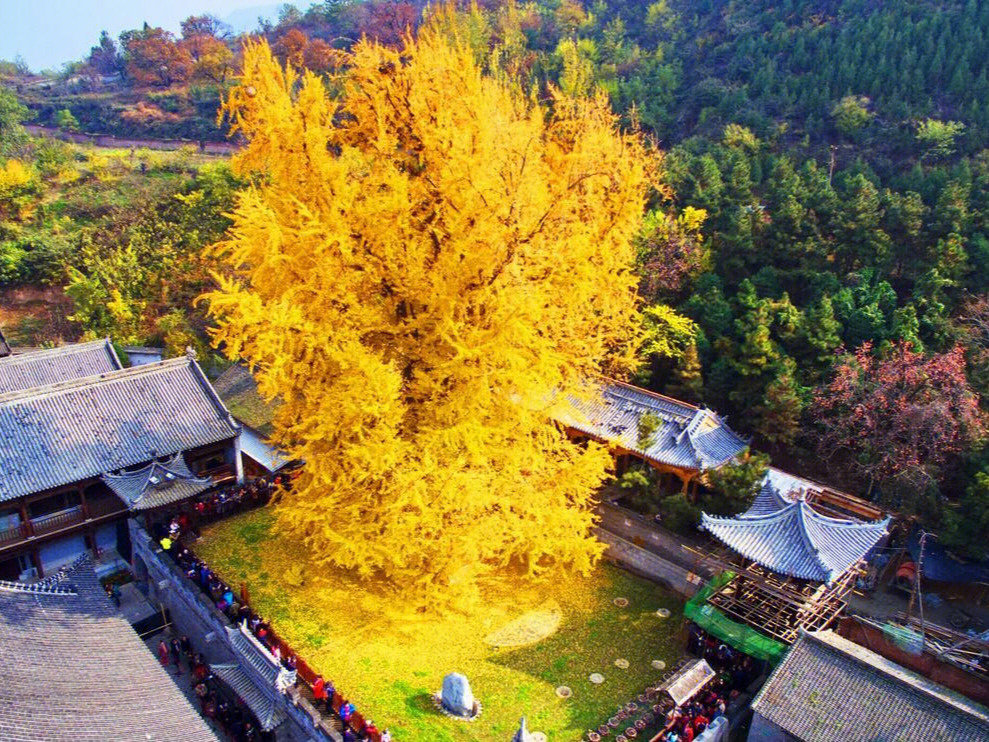 古观音禅寺千年银杏树图片