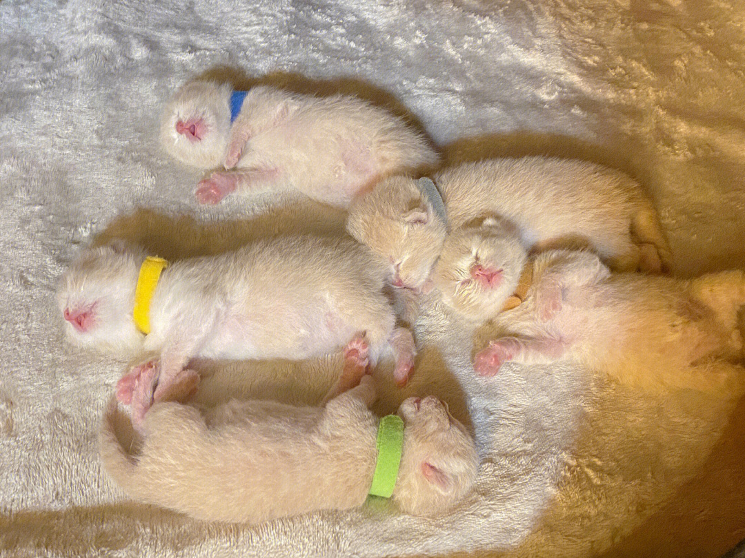 刚出生的猫1到7天图片图片