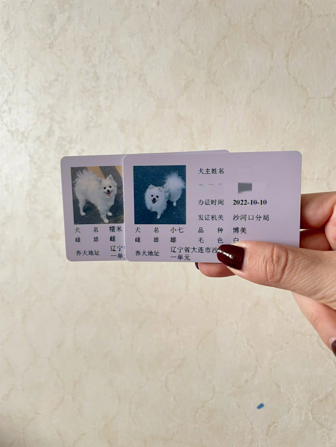 北京狗证图片2020年图片