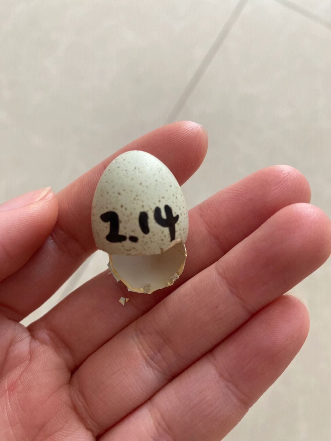 孵化19天的鸡蛋图片图片