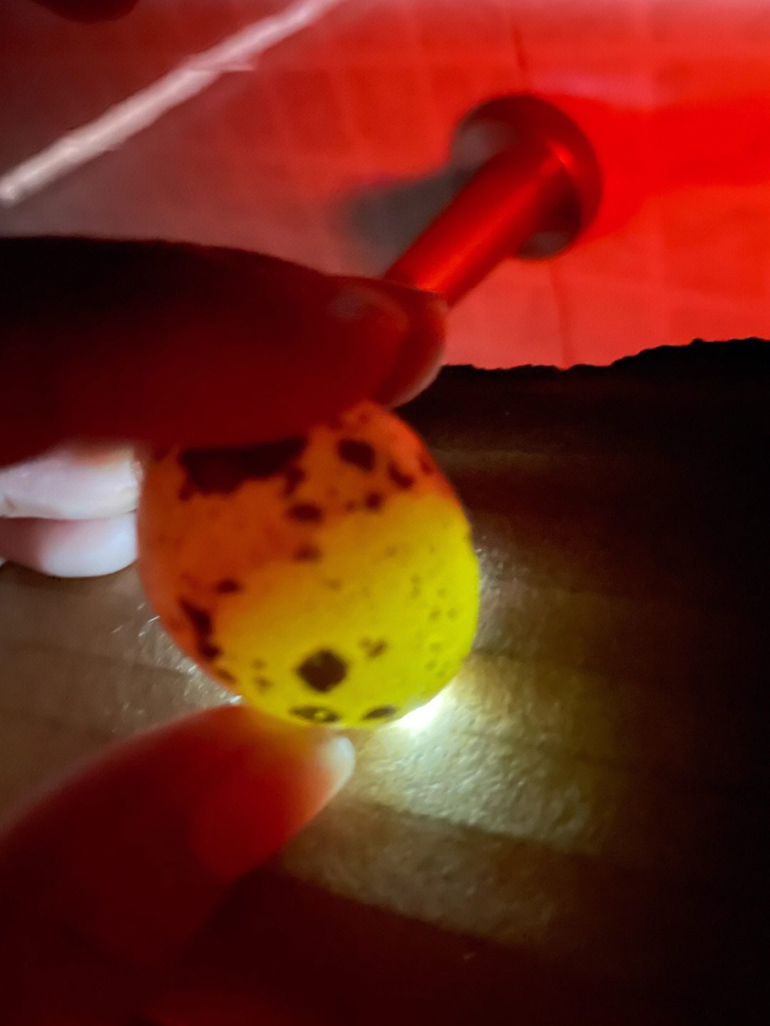 鹌鹑蛋孵化1一16天图片图片