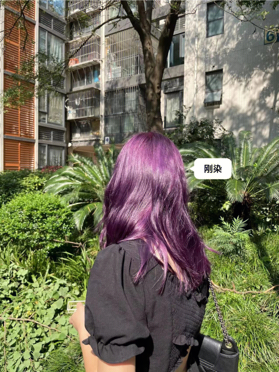 紫发的半个月褪色之旅紫葡萄到粉紫