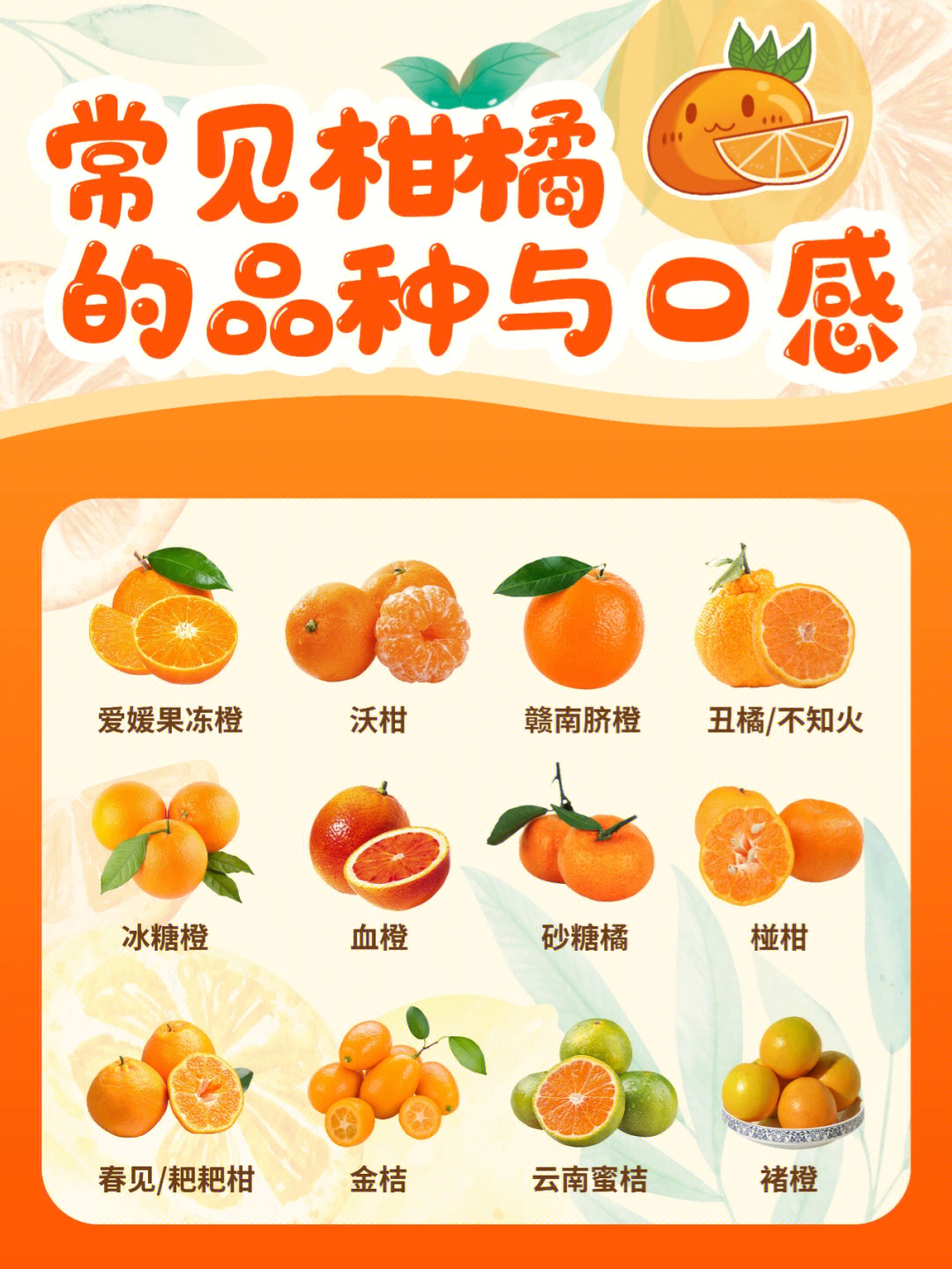 橘子家谱图片