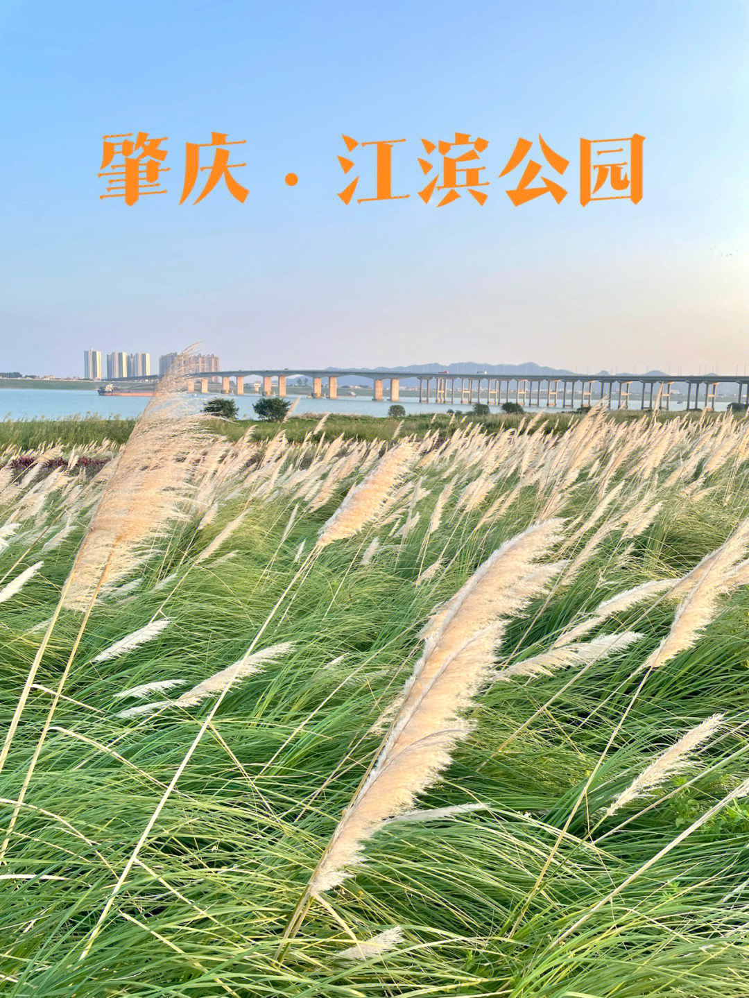 这周末去了肇庆的滨江公园,绵延好几公里的江滩上种满了各种花草芦苇