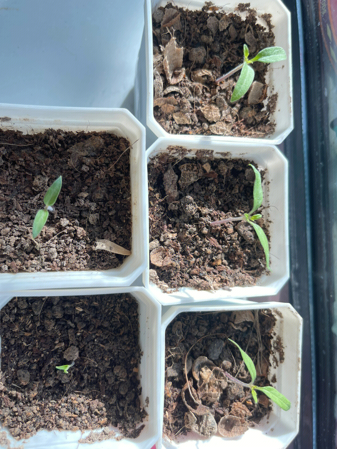 长出真叶了～～顺便记录一下昨天种下的南瓜和丝瓜,看看几天能发芽