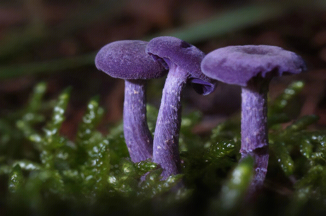紫蜡蘑可食用有人吃过吗
