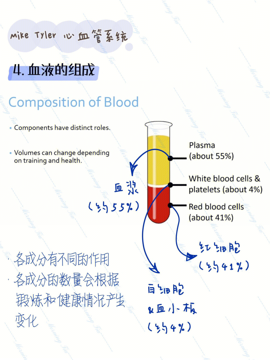 血液组成成分及比例图图片