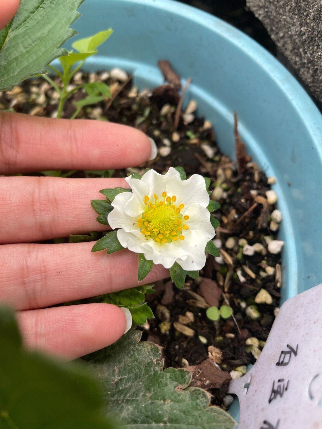八瓣草莓花