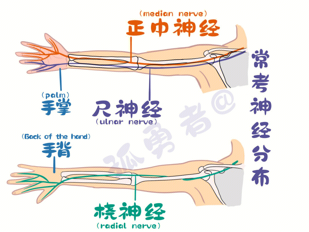 桡神经尺神经正中神经