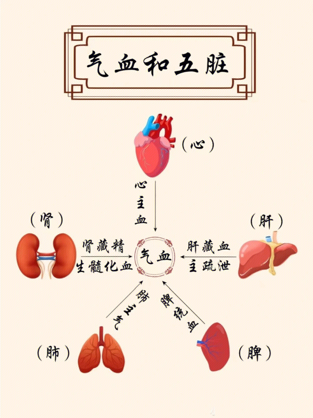 五脏气血循环示意图图片