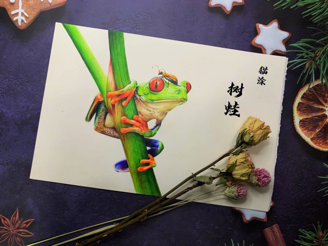 树蛙图片 彩铅图片
