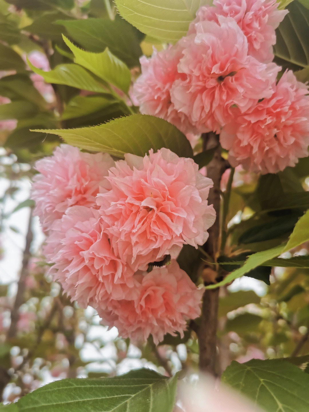 樱花树叶像什么图片