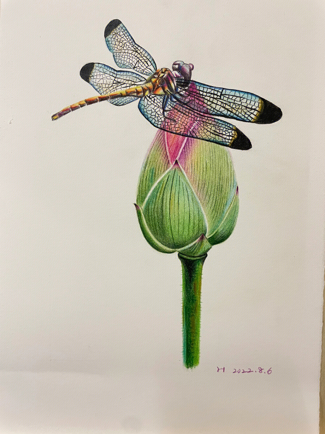 彩铅画荷花蜻蜓图片