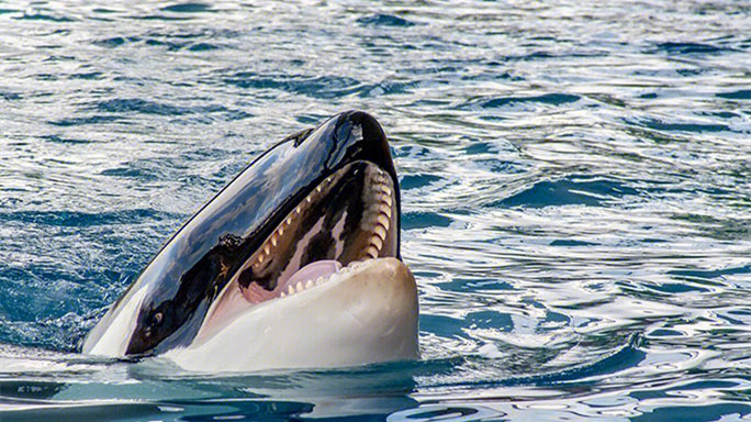 虎鲸海洋公园里最亮的星自然界的顶级掠食
