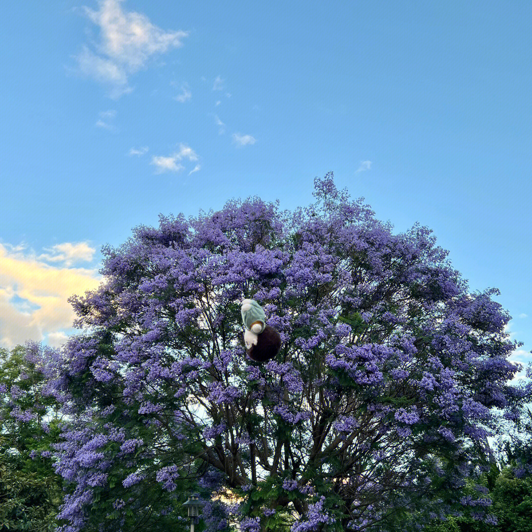 只是想让宝贝和蓝花楹有一张正面照