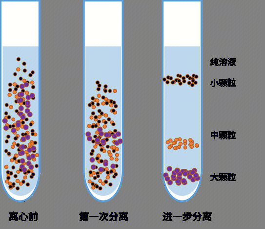 刺种鸡痘步骤示意图图片