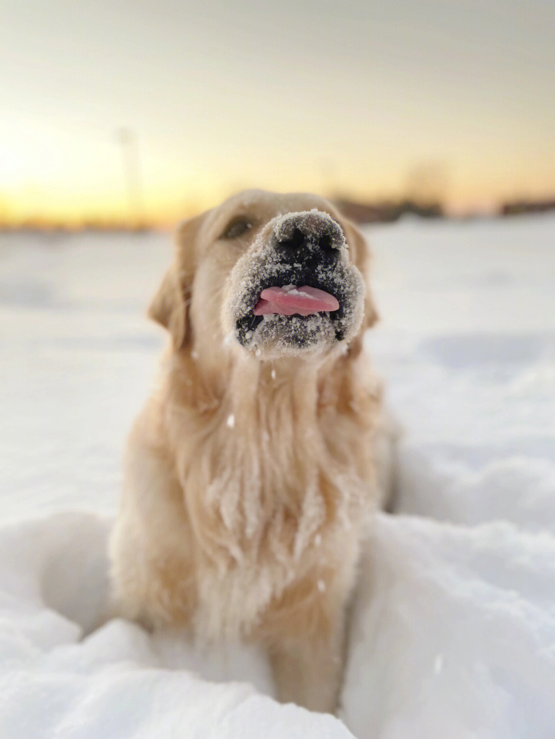 一组雪中狗狗艺术照