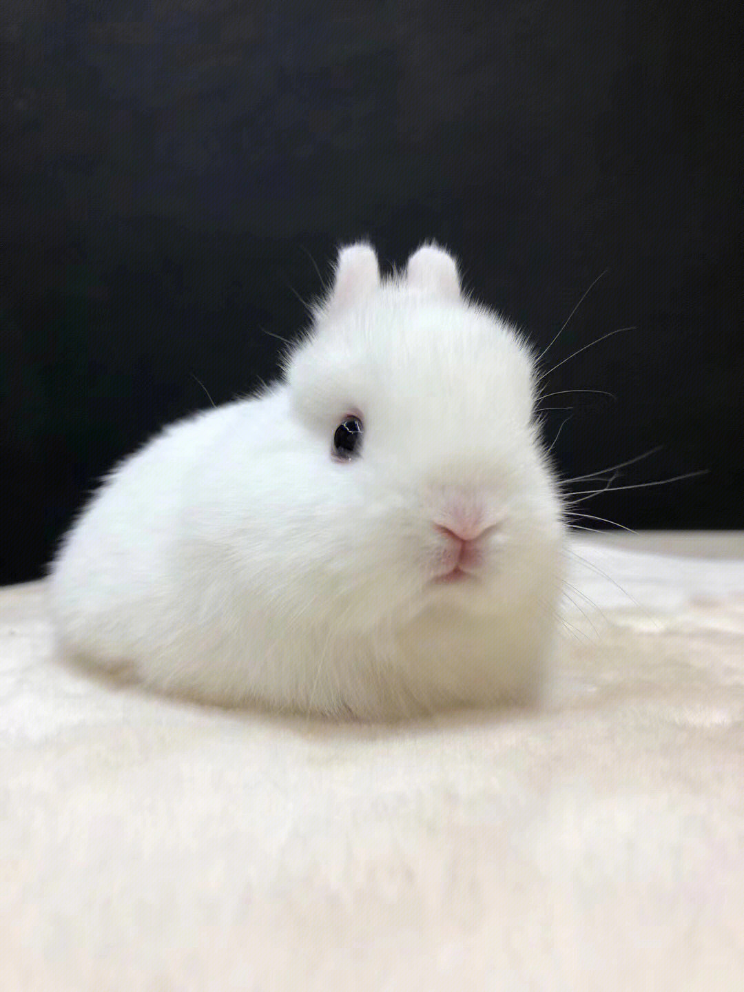白色公主兔长大的照片图片