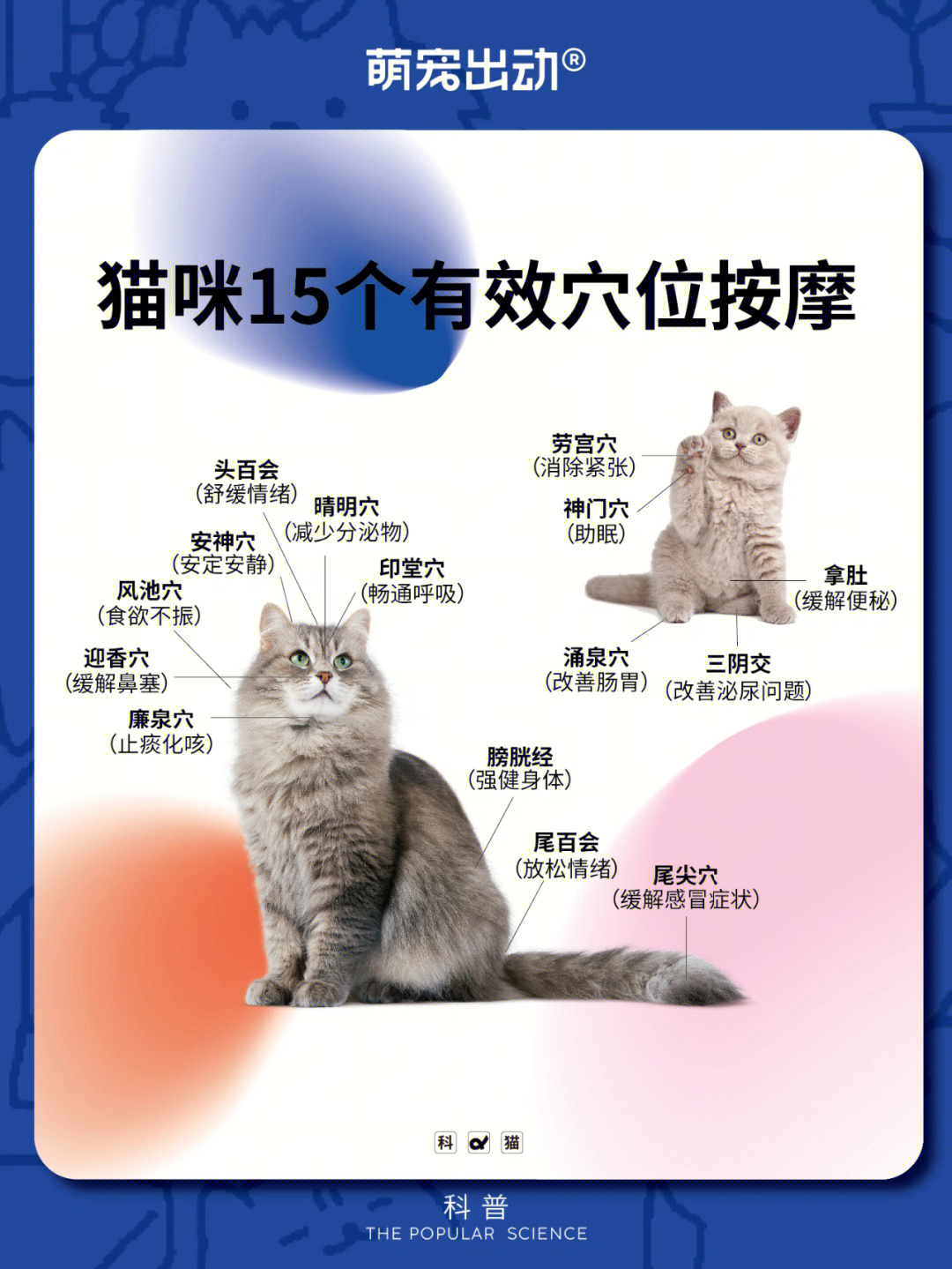 猫鼻泪管堵塞按摩图解图片