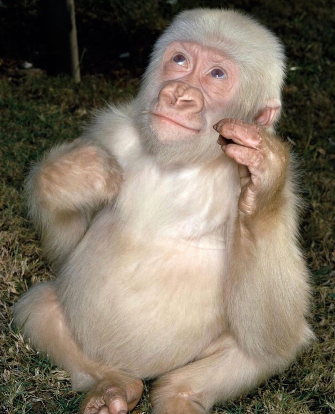 白化病猩猩图片