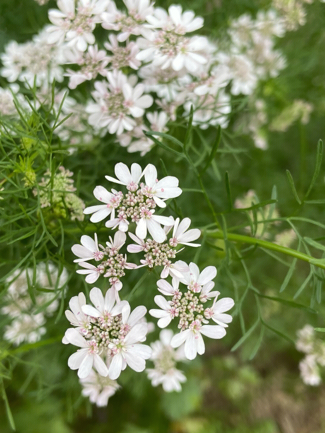 一束香菜花图片