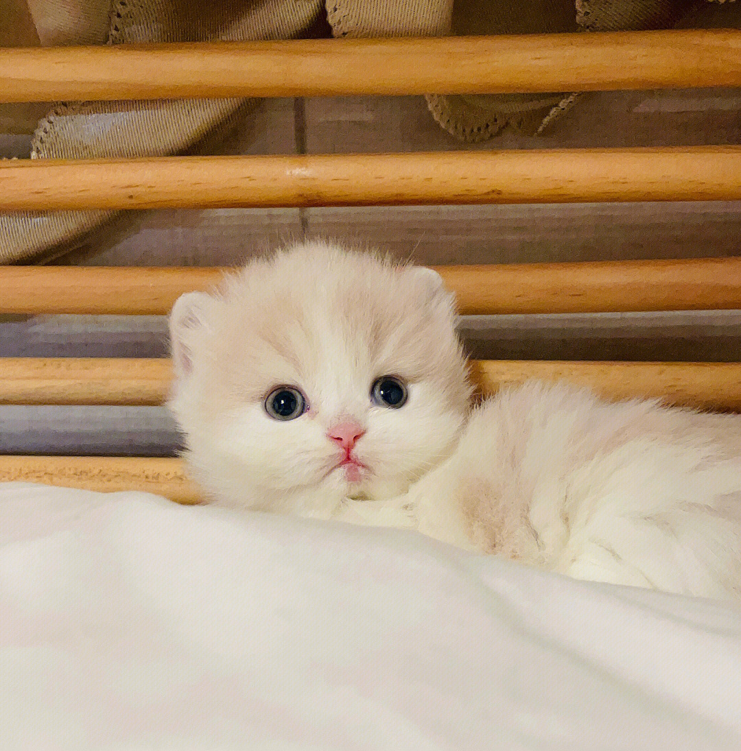 乳白色米努特长毛矮脚猫