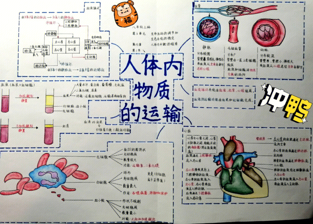 生物八年级上册第一课思维导图