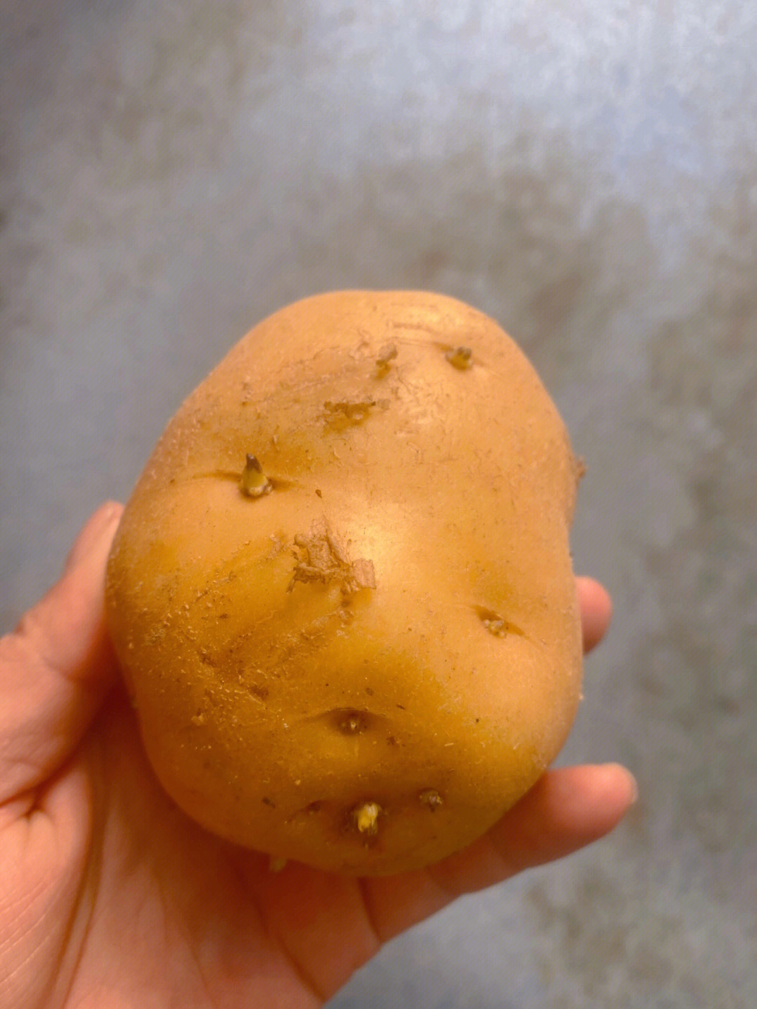 轻微发芽的土豆图片