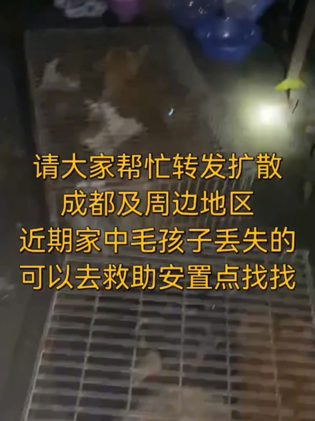 黑9月6日凌晨于成都崇州非法屠狗场救出的狗狗已安置到金堂的救助小院
