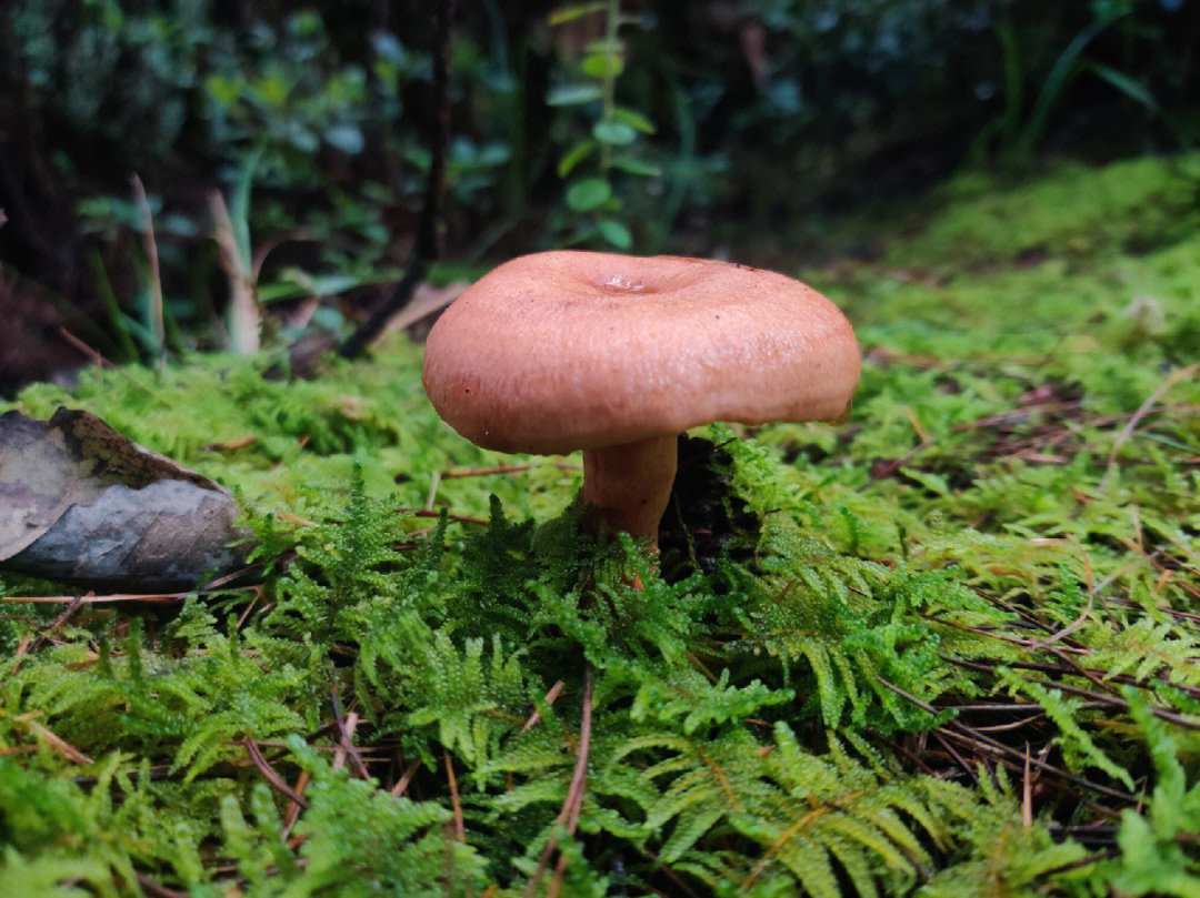 奇异的蘑菇世界