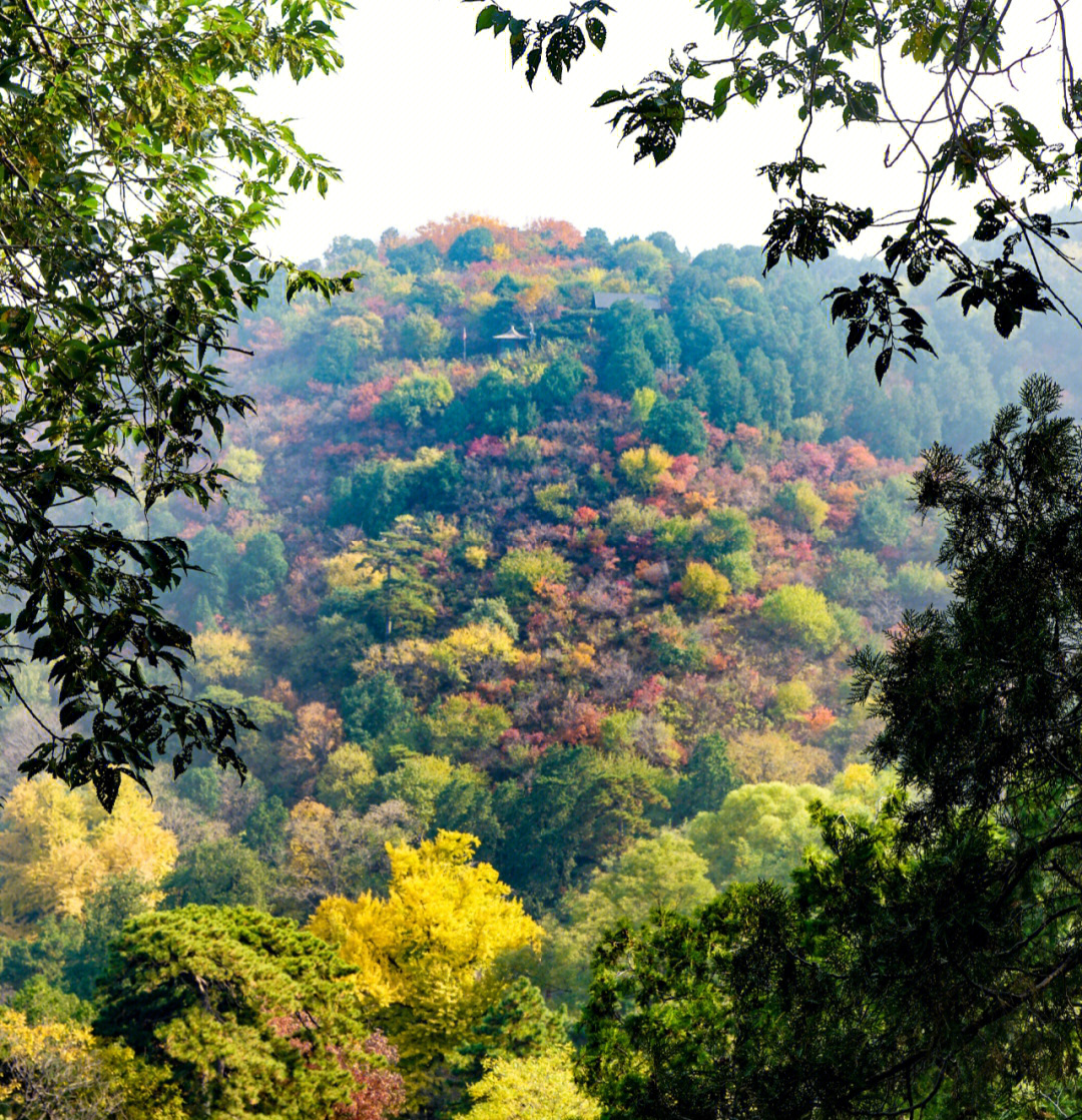 香山红叶