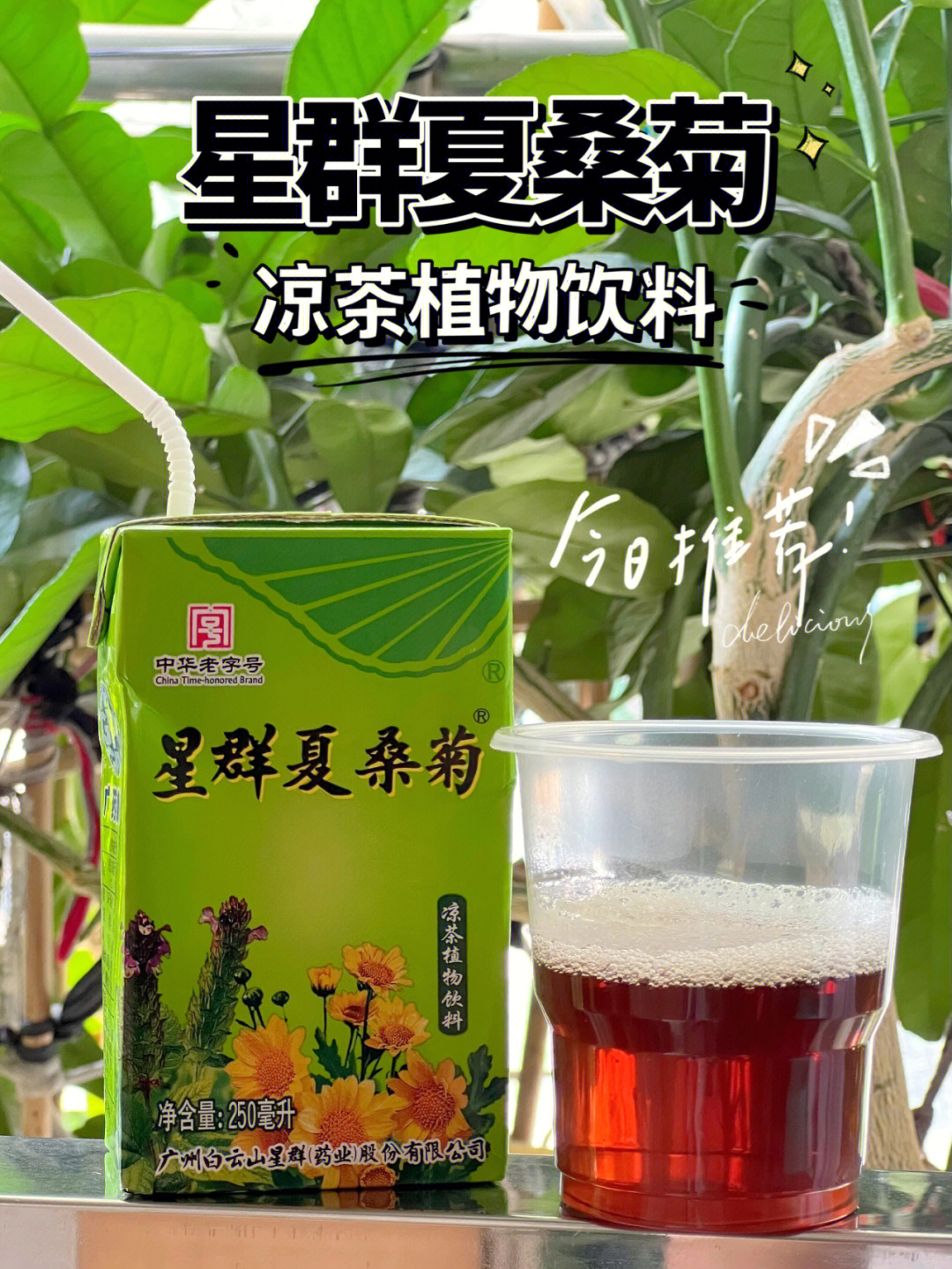 消暑饮品夏桑菊植物饮料