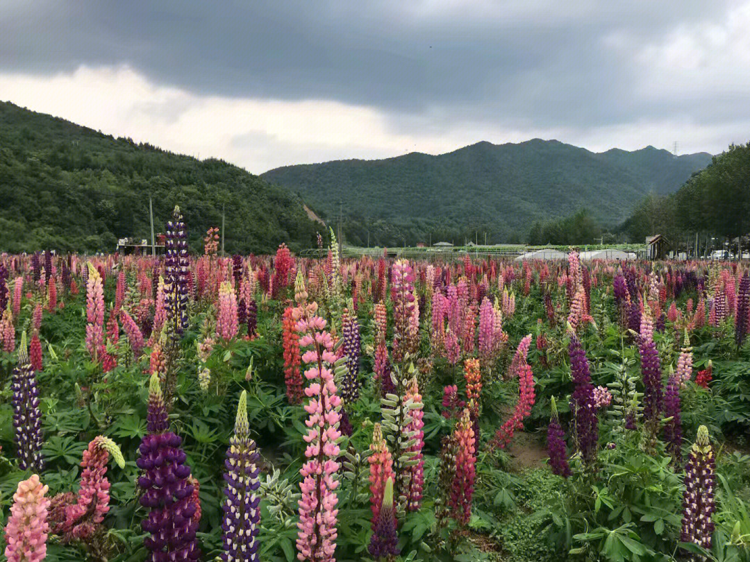 西安环山路花海图片