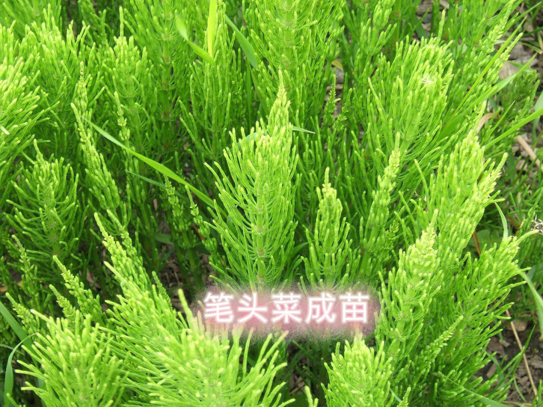 笔头菜成苗的样子和笔头菜