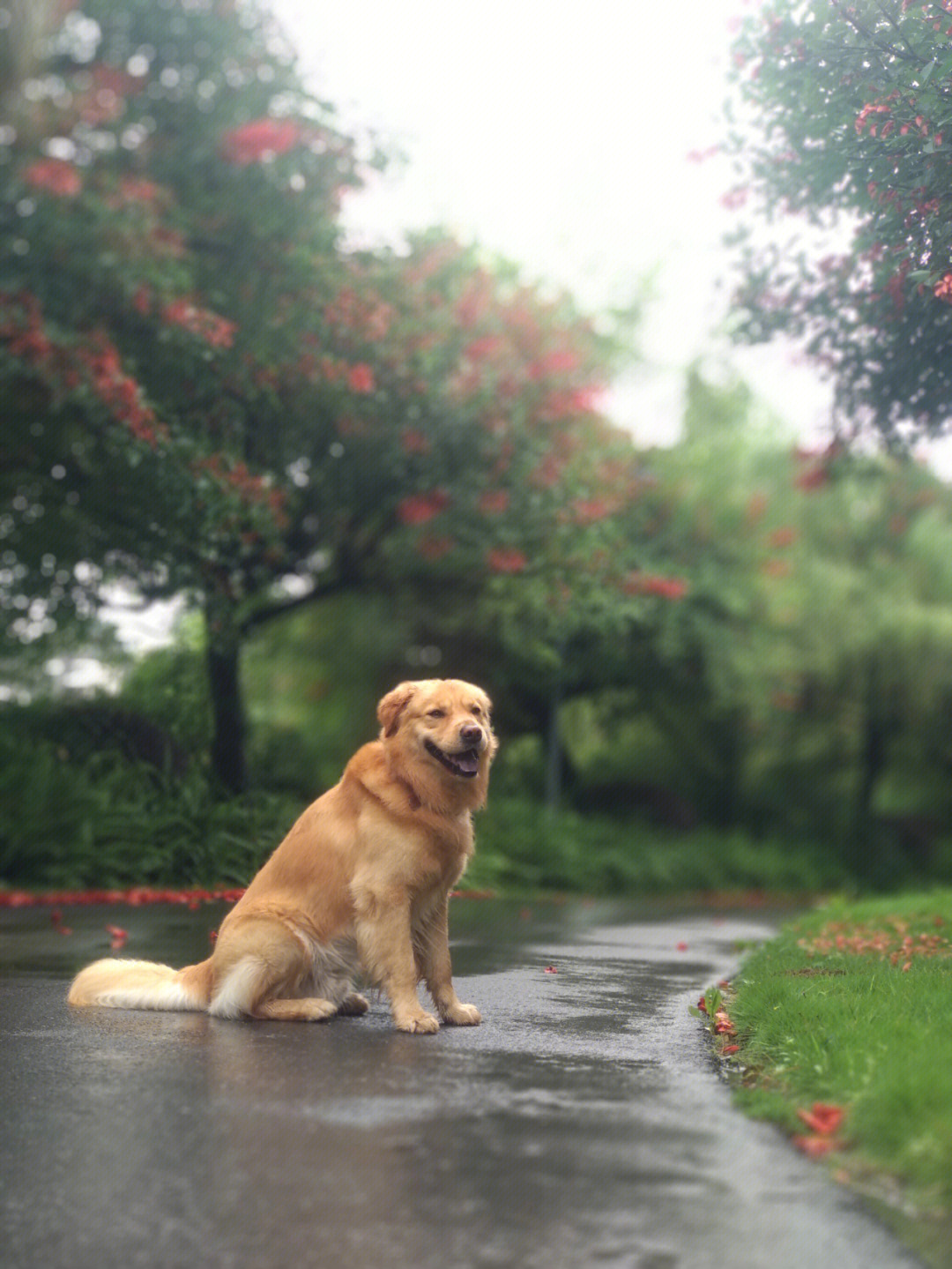 雨中狗蹲着的图片图片