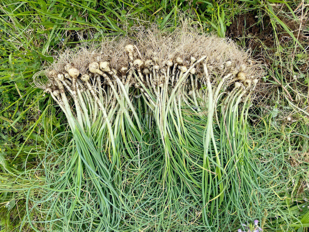 野蒜野葱怎么吃最好