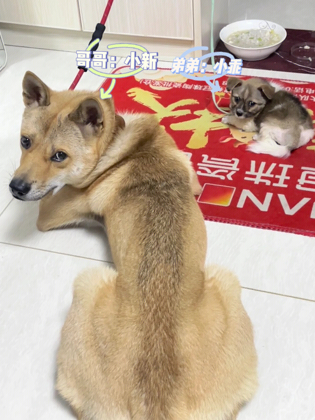 巴哥犬跟土狗的杂交图片