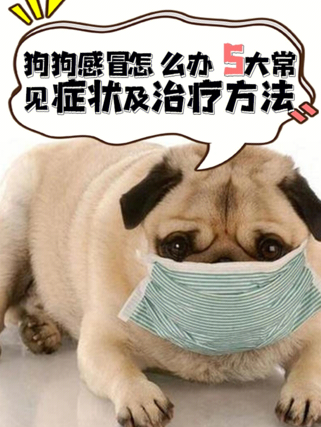 狗感冒症状图片