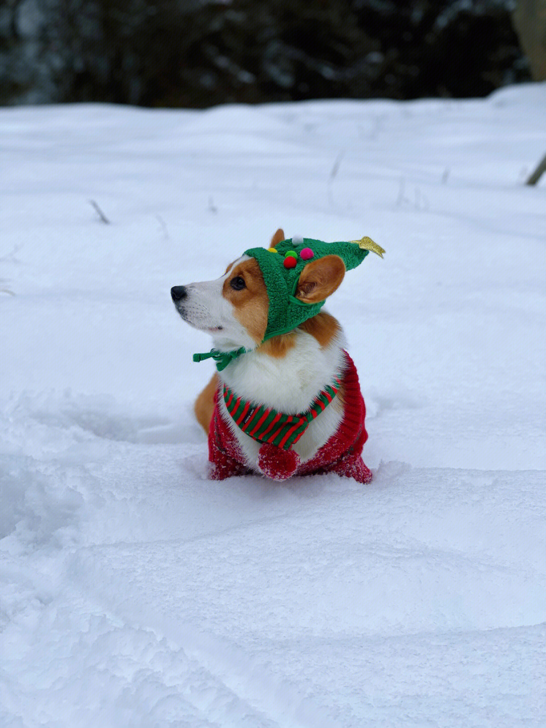 狗玩雪表情包图片