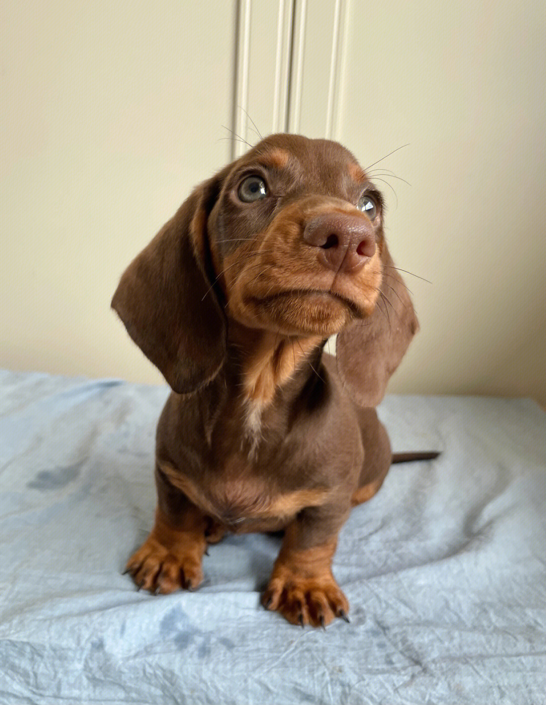 巧克力色迷你腊肠犬阿司匹林犬舍