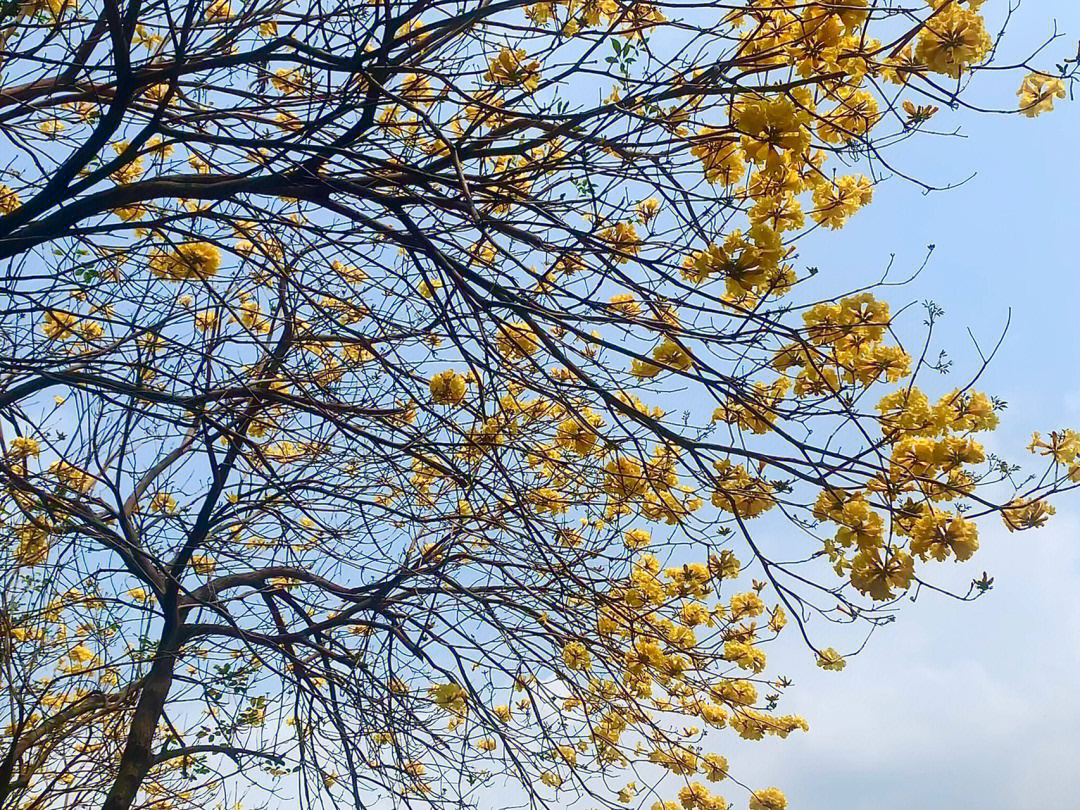 黄枫木铃花图片