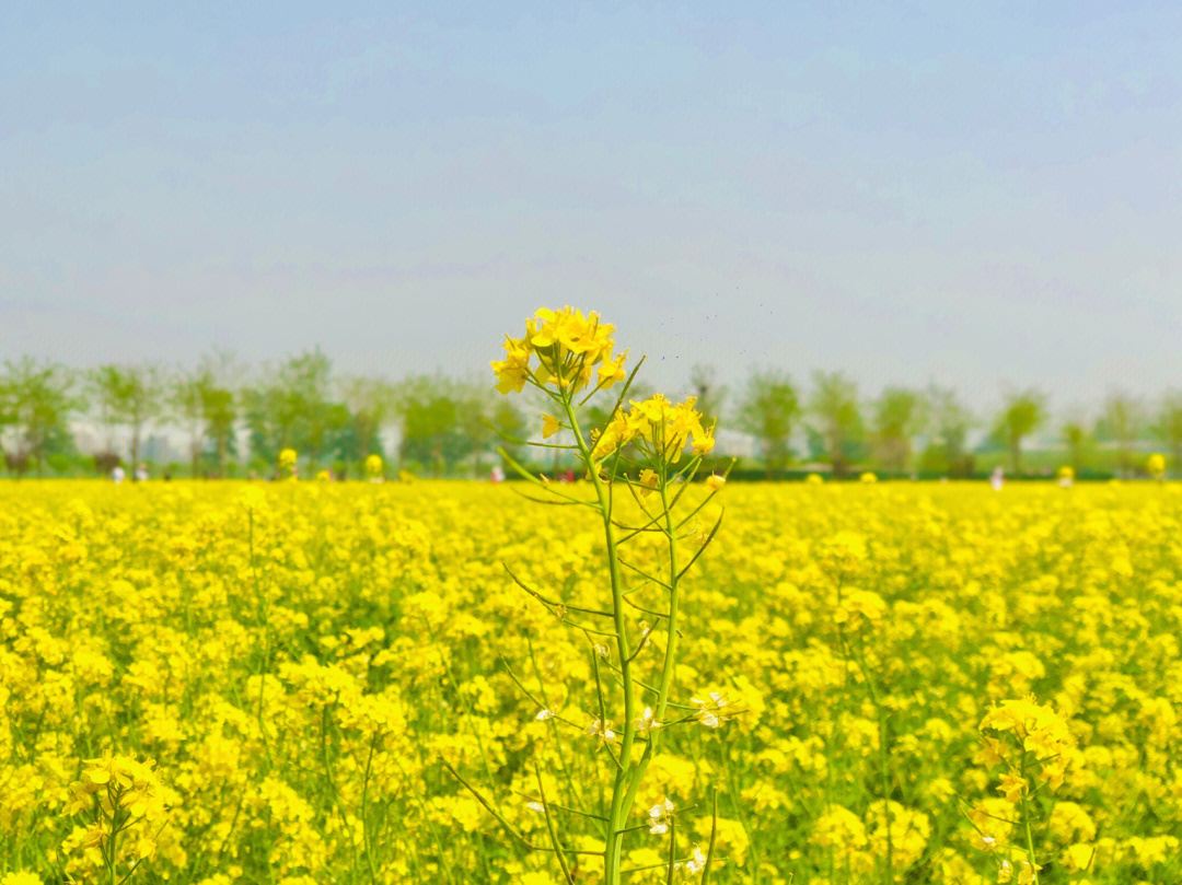 大兴油菜花海地址图片